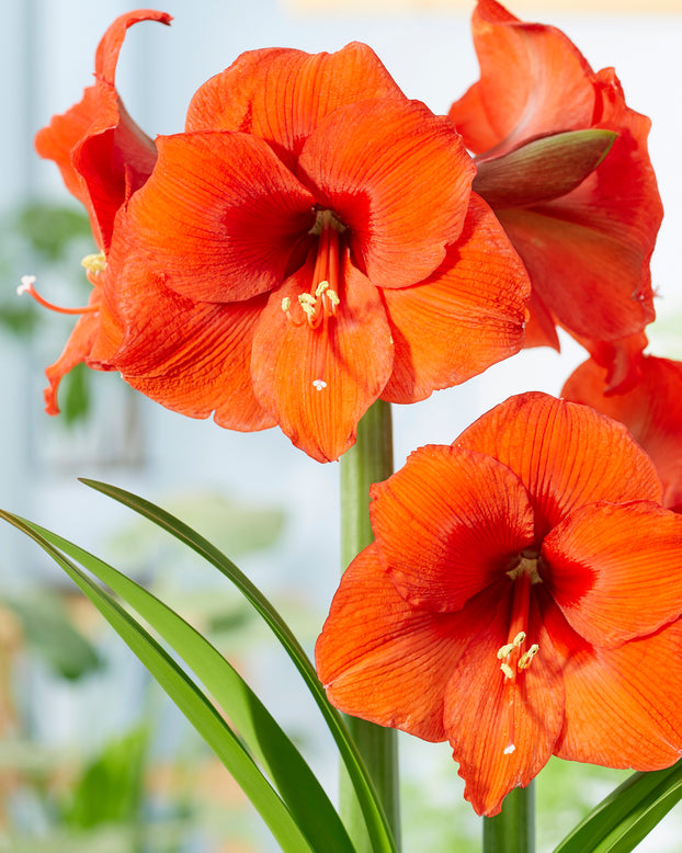 Amaryllis 'Orange Souvereign'