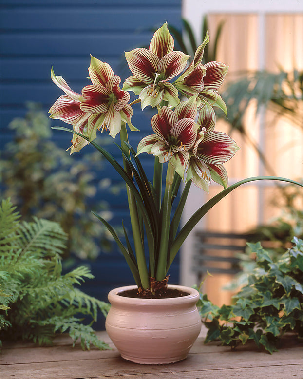 Amaryllis 'Papilio'