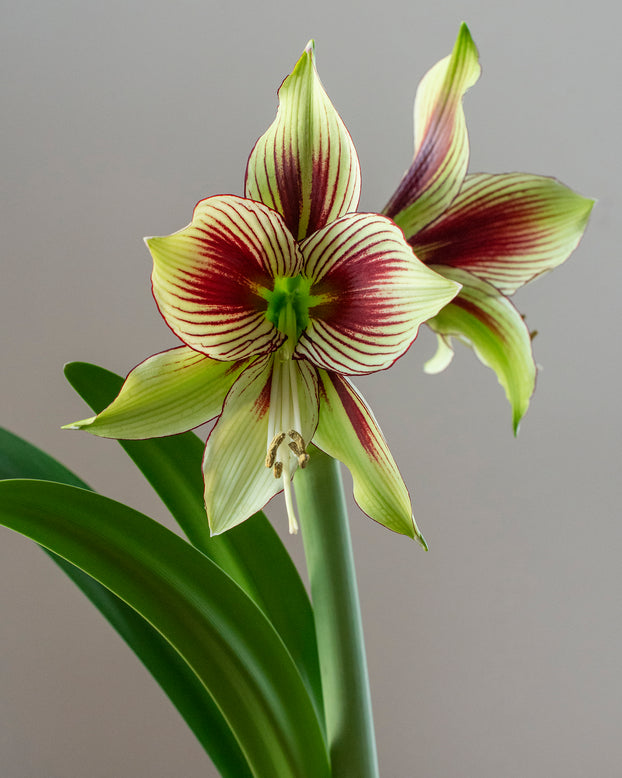 Amaryllis 'Papilio'