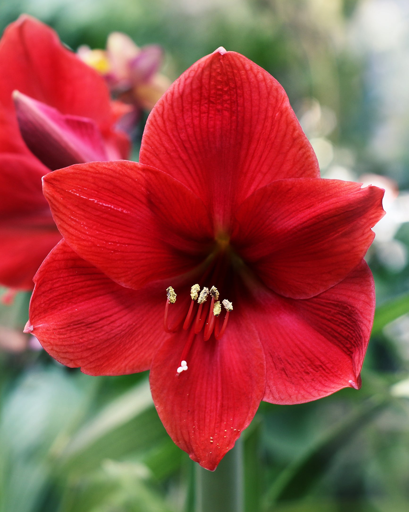 Amaryllis Red Lion Bulbs Uk