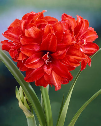 Amaryllis 'Red Peacock' Amaryllis 'Red Peacock'