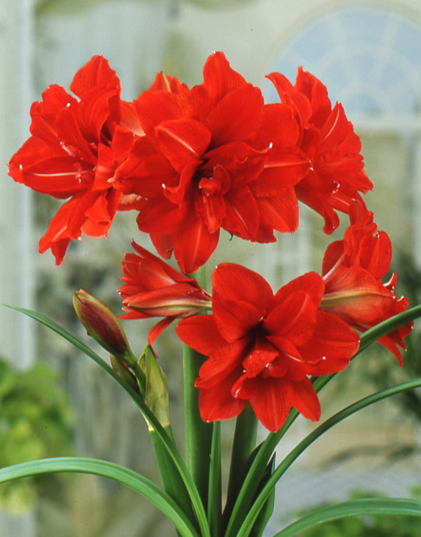 Amaryllis 'Red Peacock'