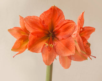 Amaryllis 'Rilona' Amaryllis 'Rilona'