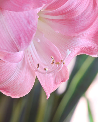 Amaryllis 'Susan' Amaryllis 'Susan'