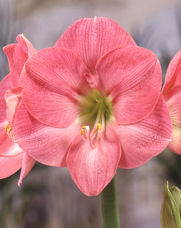 Amaryllis 'Susan'