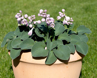 Hosta Blue 'Mouse Ears' Hosta Blue 'Mouse Ears'
