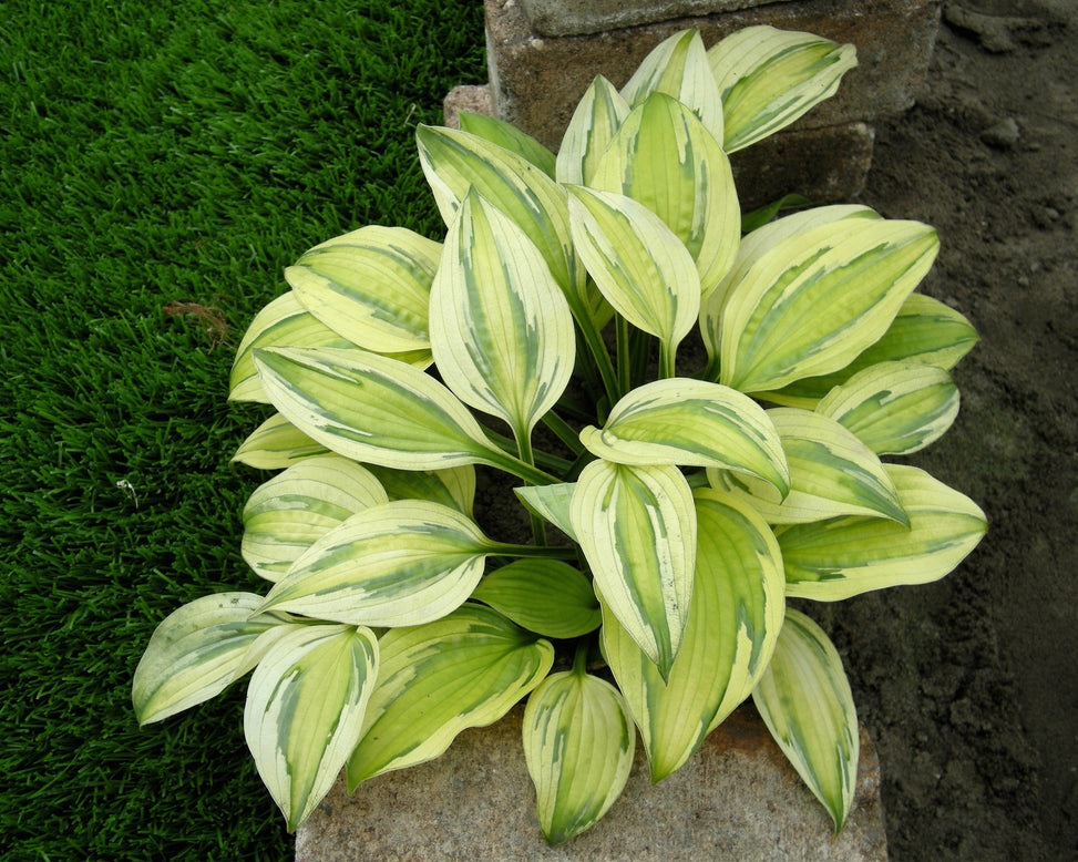 Hosta 'Captain's Adventure'