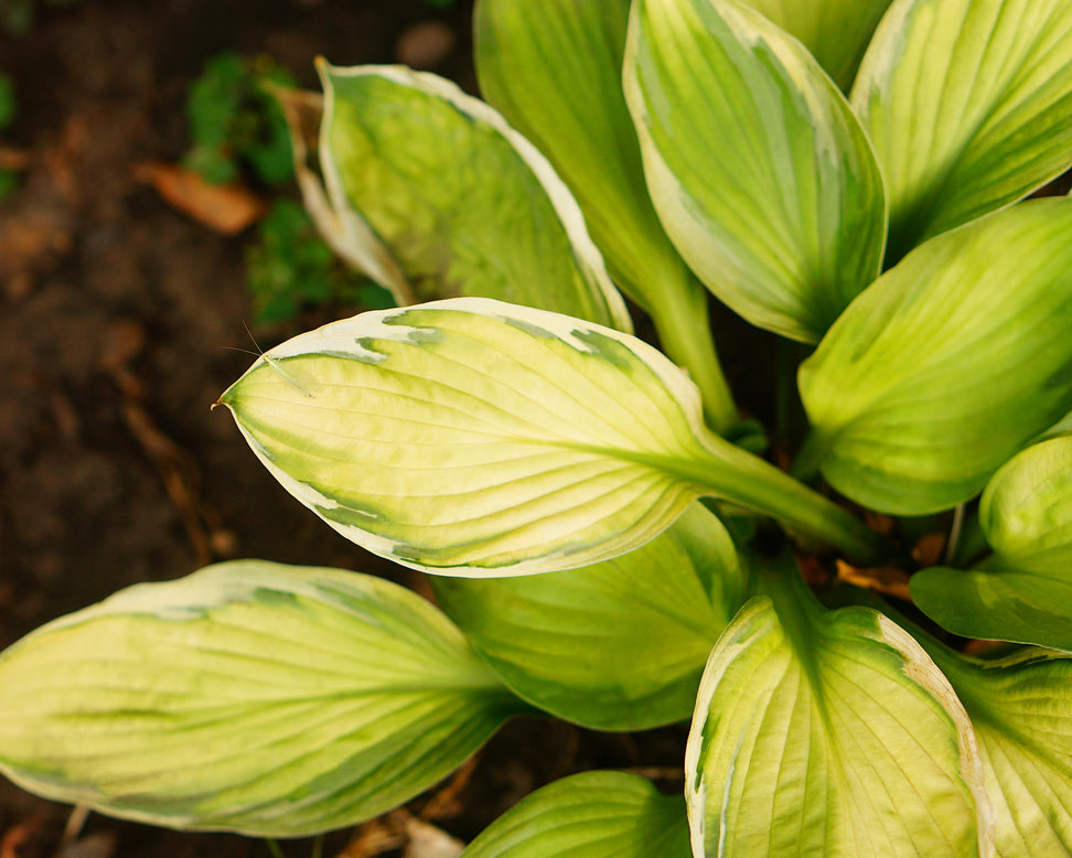 Hosta 'Captain's Adventure'