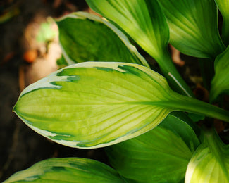 Hosta 'Captain's Adventure' Hosta 'Captain's Adventure'