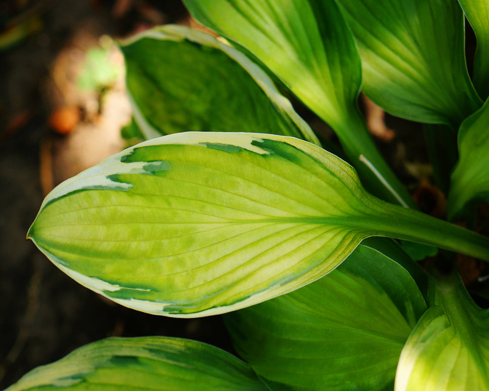 Hosta 'Captain's Adventure'
