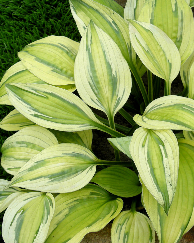 Hosta 'Captain's Adventure'