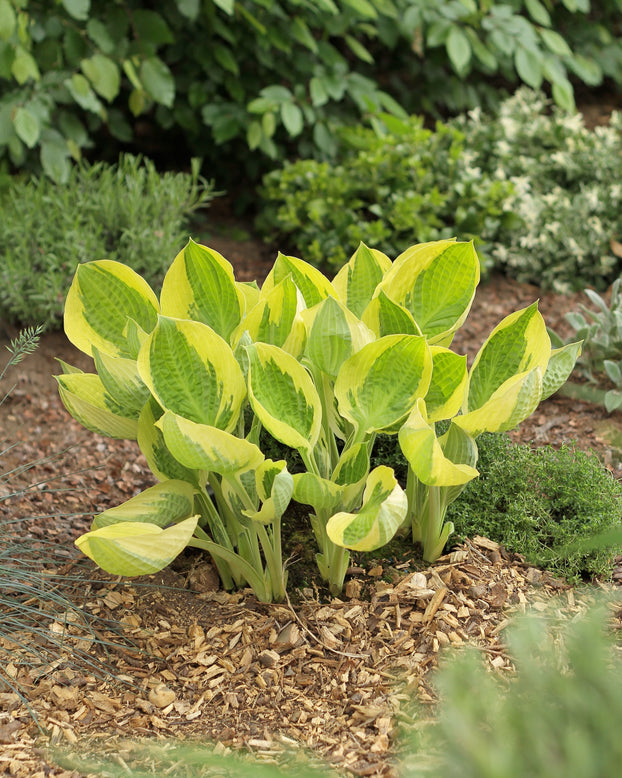 Hosta 'Captain's Adventure'