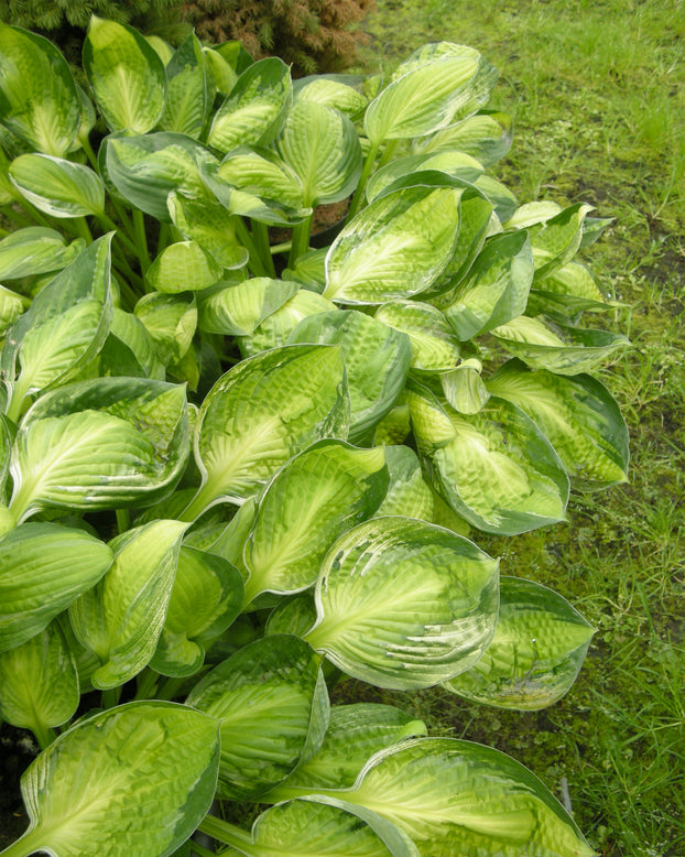 Hosta 'Captain's Adventure'