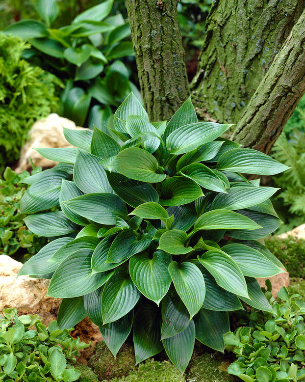 Hosta 'Devon Green'