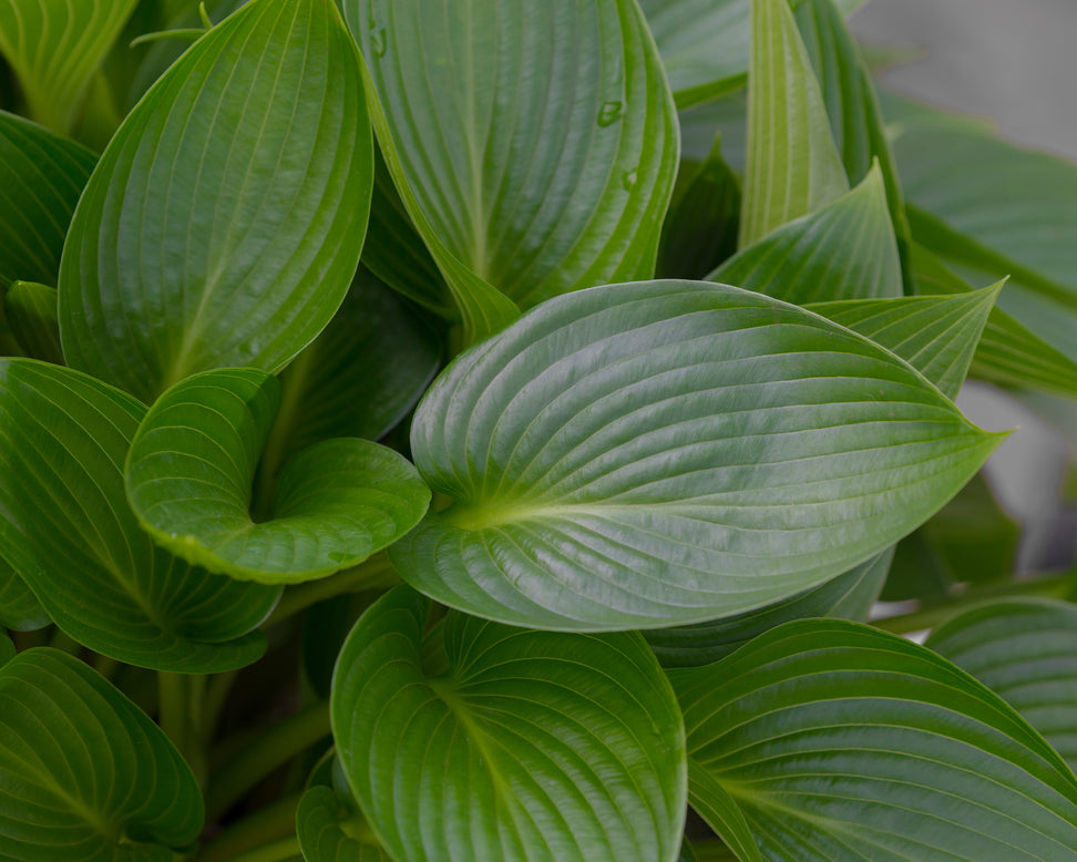 Hosta 'Devon Green'