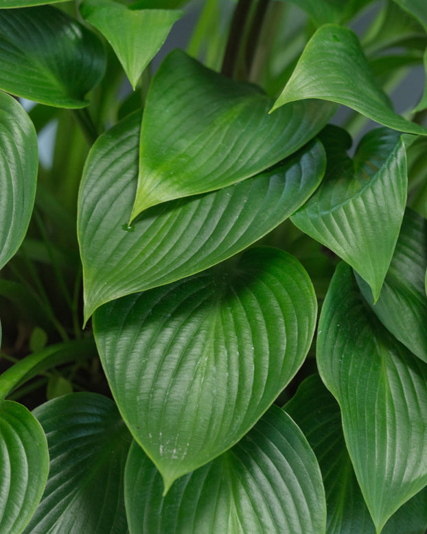 Hosta 'Devon Green'
