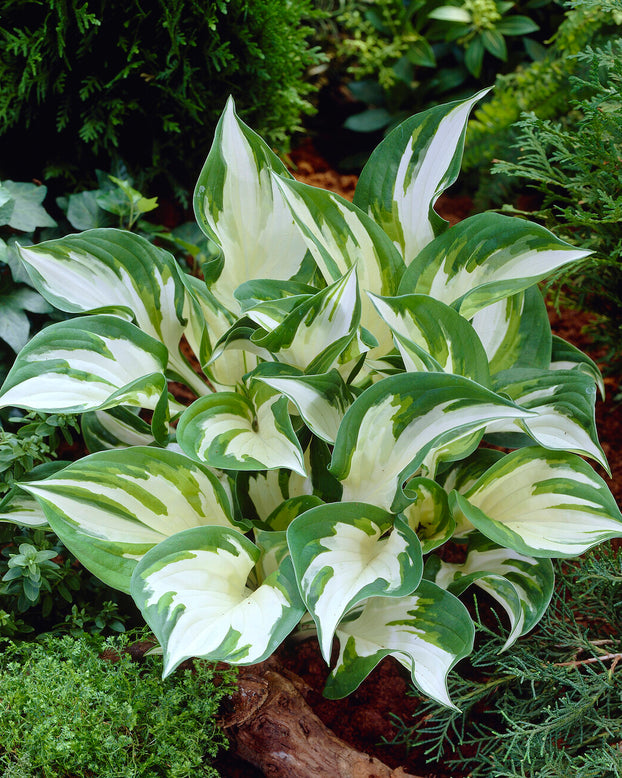 Hosta 'Fire and Ice'