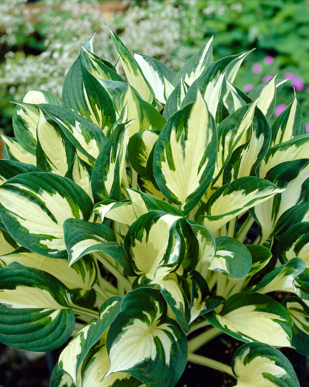 Hosta 'Fire and Ice'