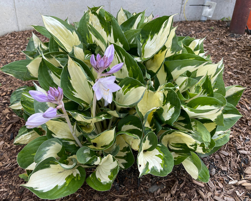 Hosta 'Fire and Ice'
