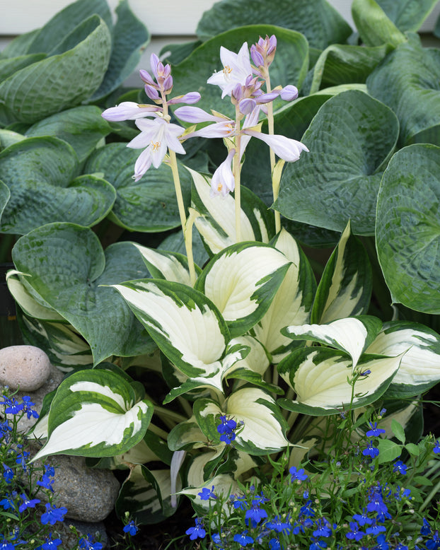 Hosta 'Fire and Ice'