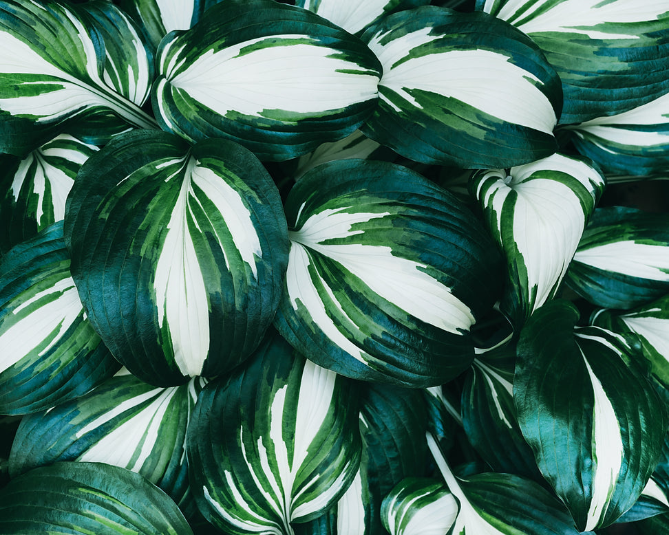 Hosta 'Fire and Ice'