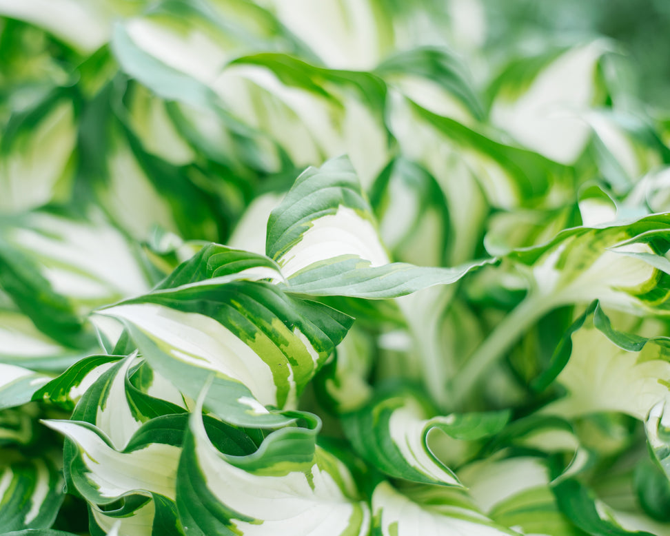 Hosta 'Fire and Ice'