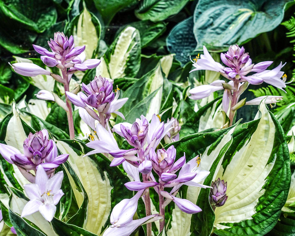 Hosta 'Fire and Ice'
