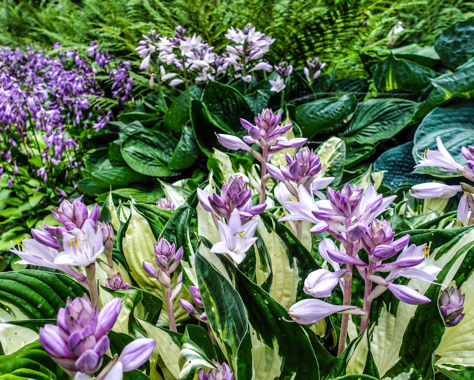 Hosta 'Fire and Ice'