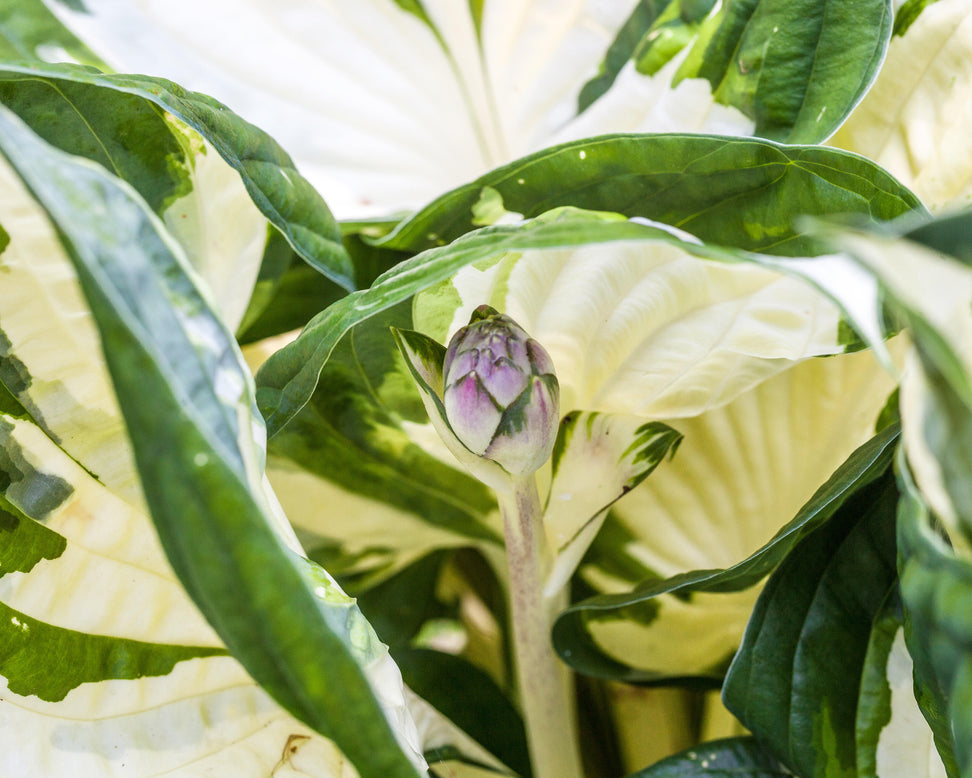 Hosta 'Fire and Ice'