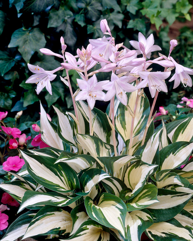 Hosta 'Fire and Ice'