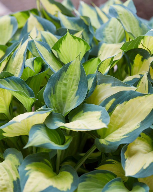 Hosta 'Forbidden Fruit'