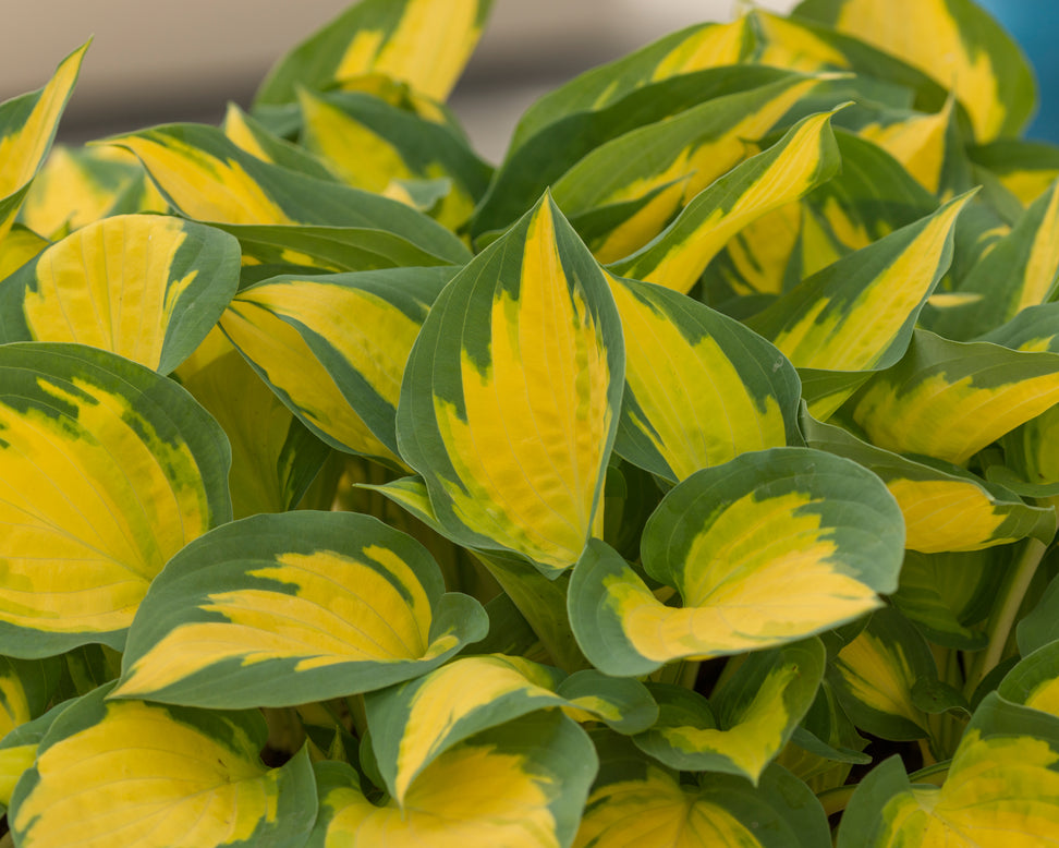 Hosta 'Forbidden Fruit'
