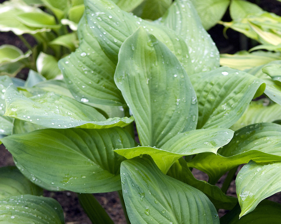 Hosta 'Guacamole'
