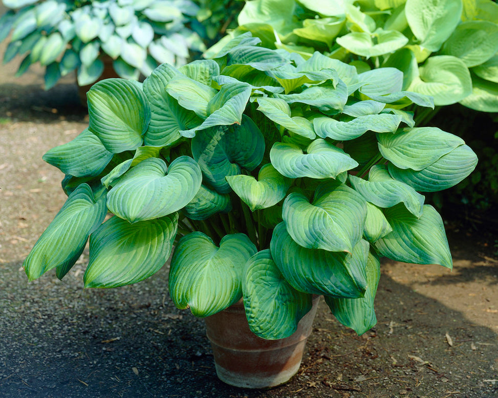 Hosta 'Guacamole'