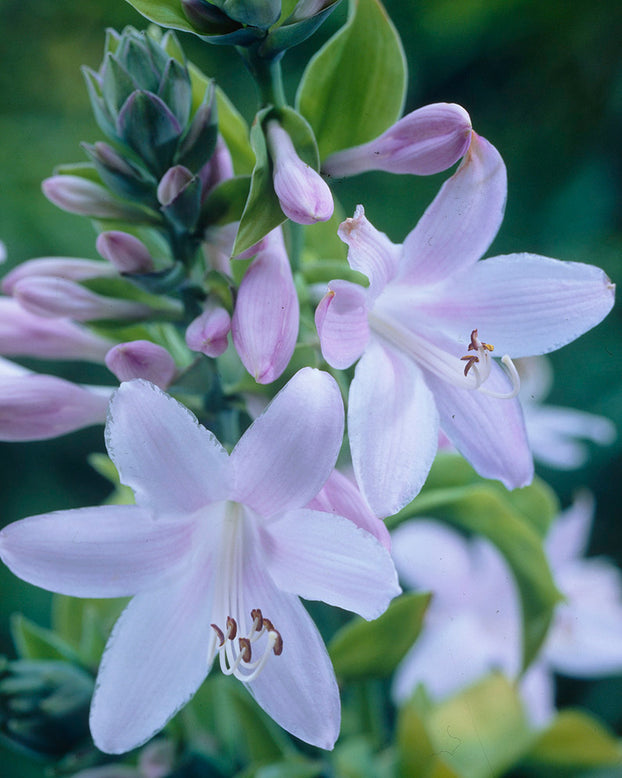 Hosta 'Guacamole'