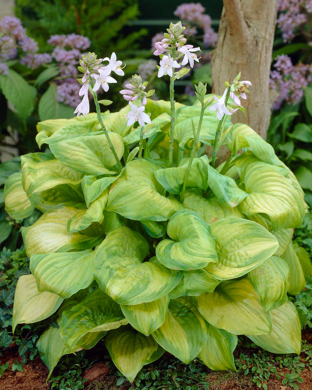 Hosta 'Guacamole'