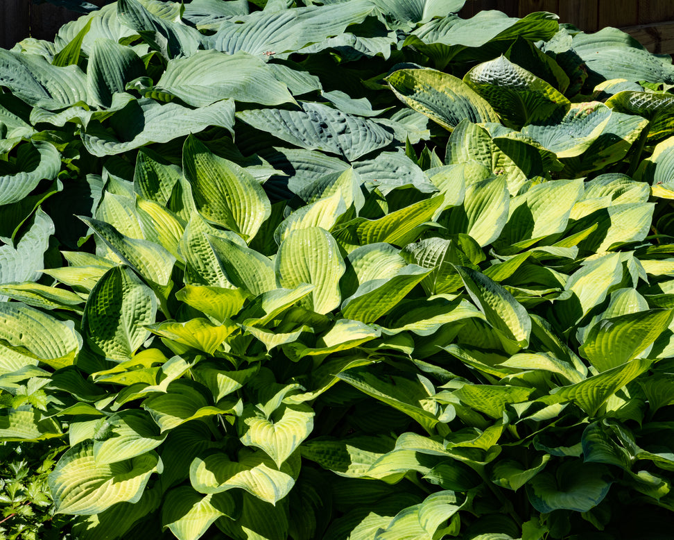 Hosta 'Paul's Glory'