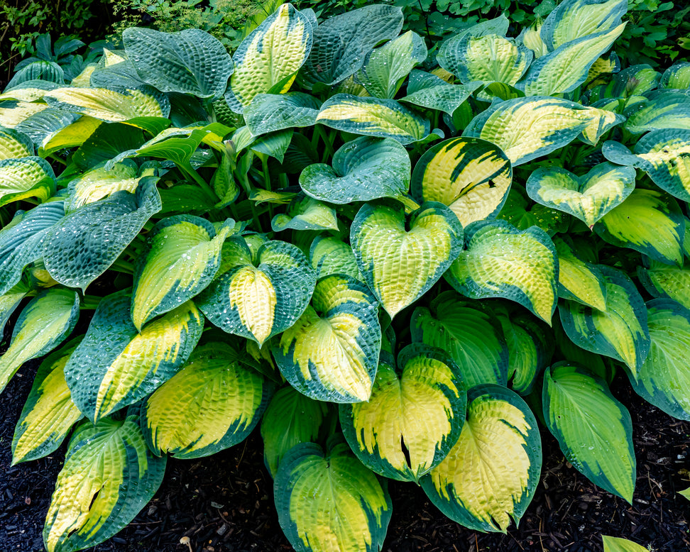 Hosta 'Paul's Glory'