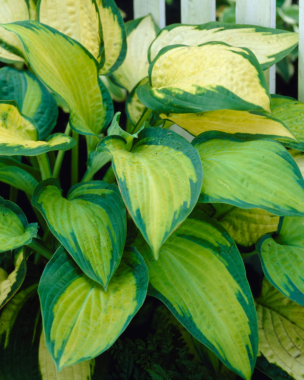 Hosta 'Paul's Glory'