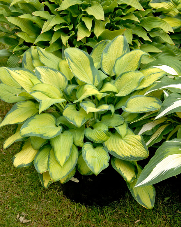 Hosta 'Paul's Glory'