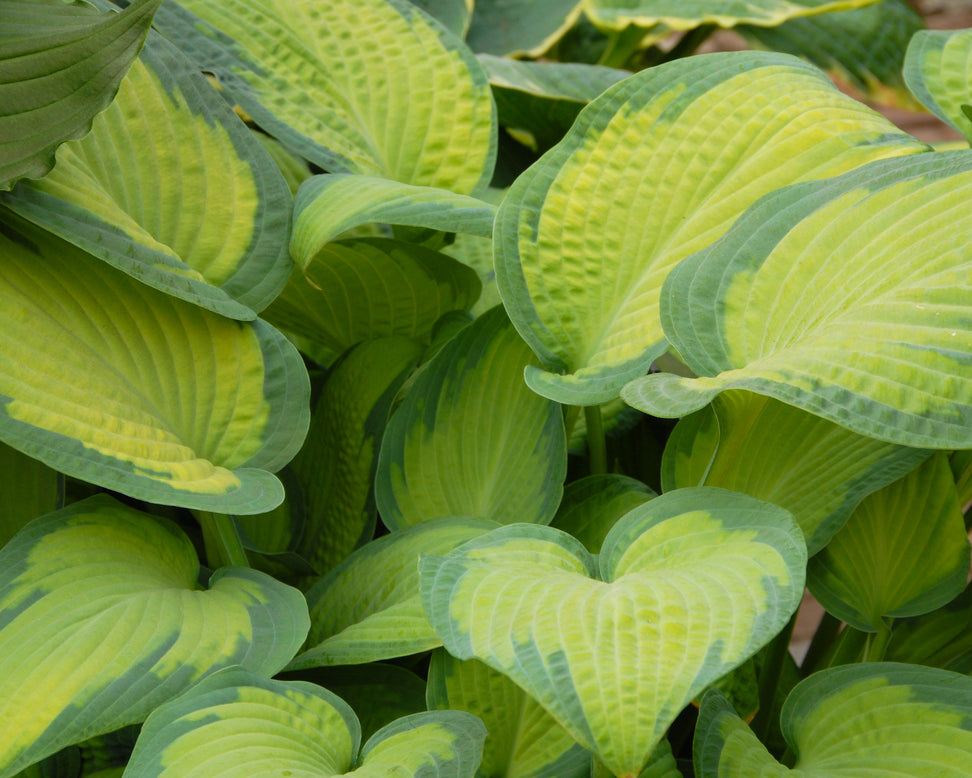 Hosta 'Paul's Glory'