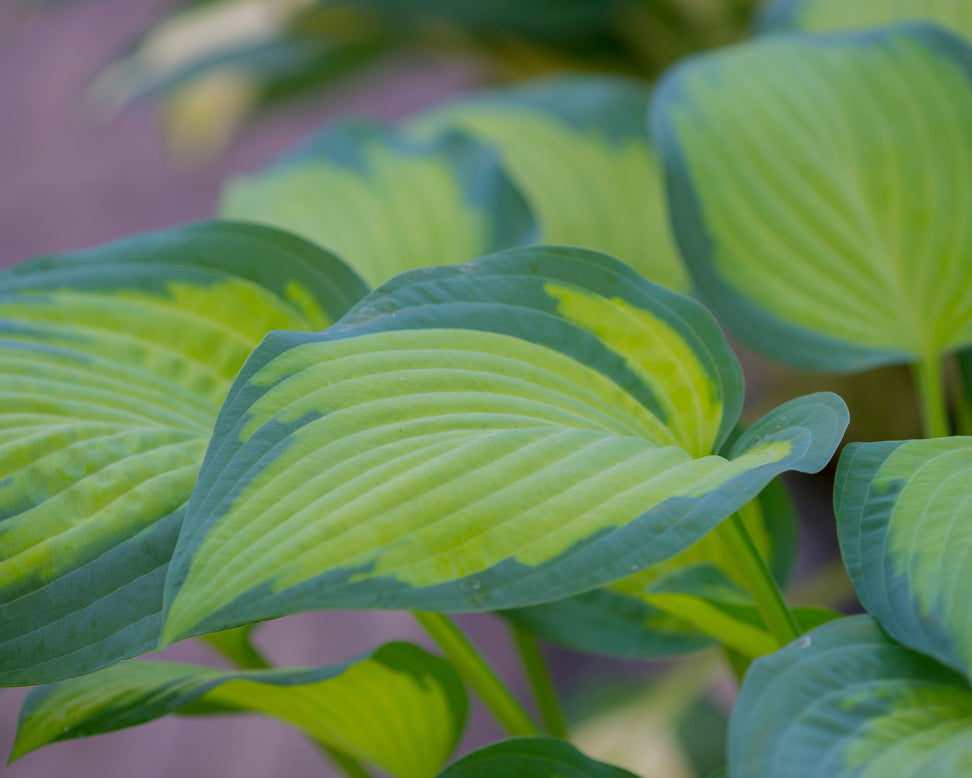 Hosta 'Paul's Glory'