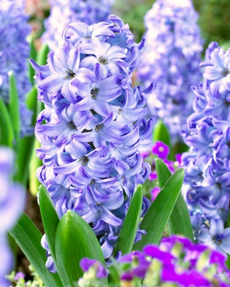 Hyacinth 'Aqua'