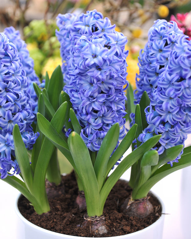Hyacinth 'Aqua'