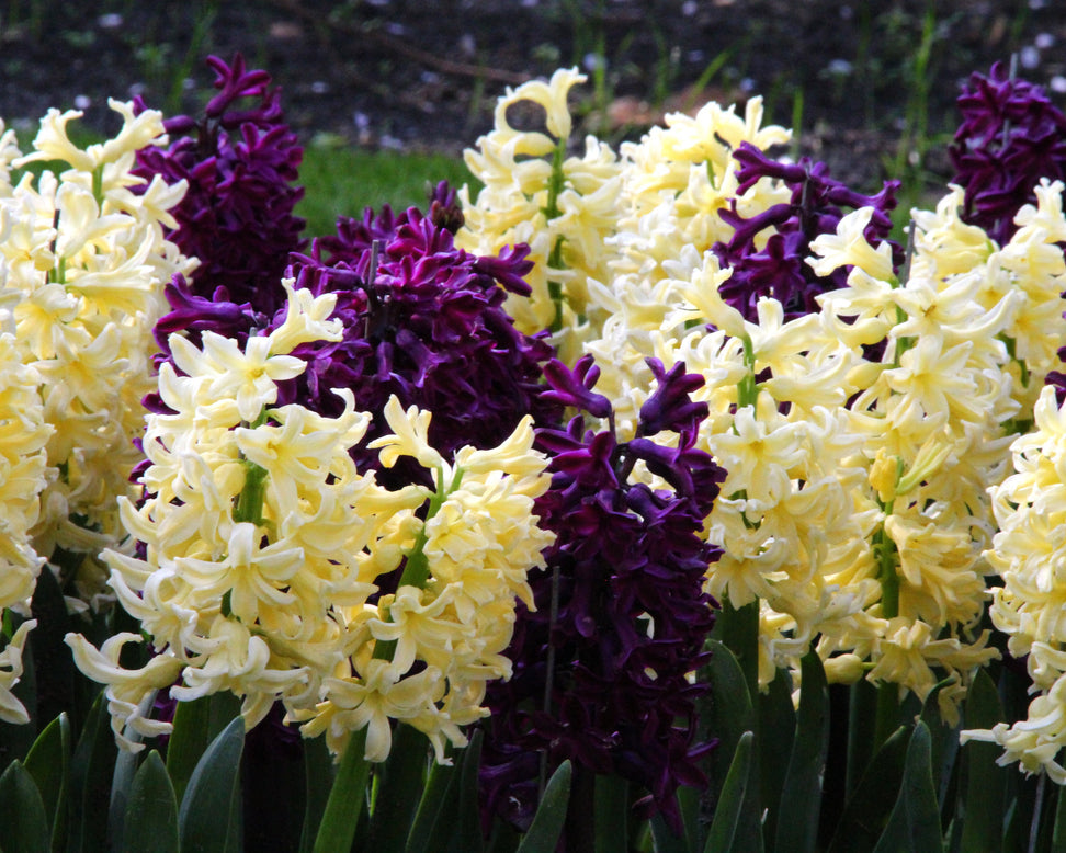 Hyacinth collection 'Banana Plum'