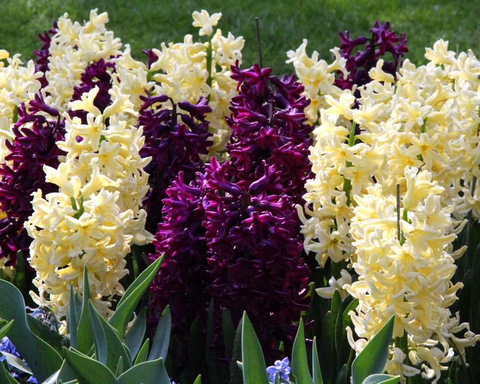 Hyacinth collection 'Banana Plum'
