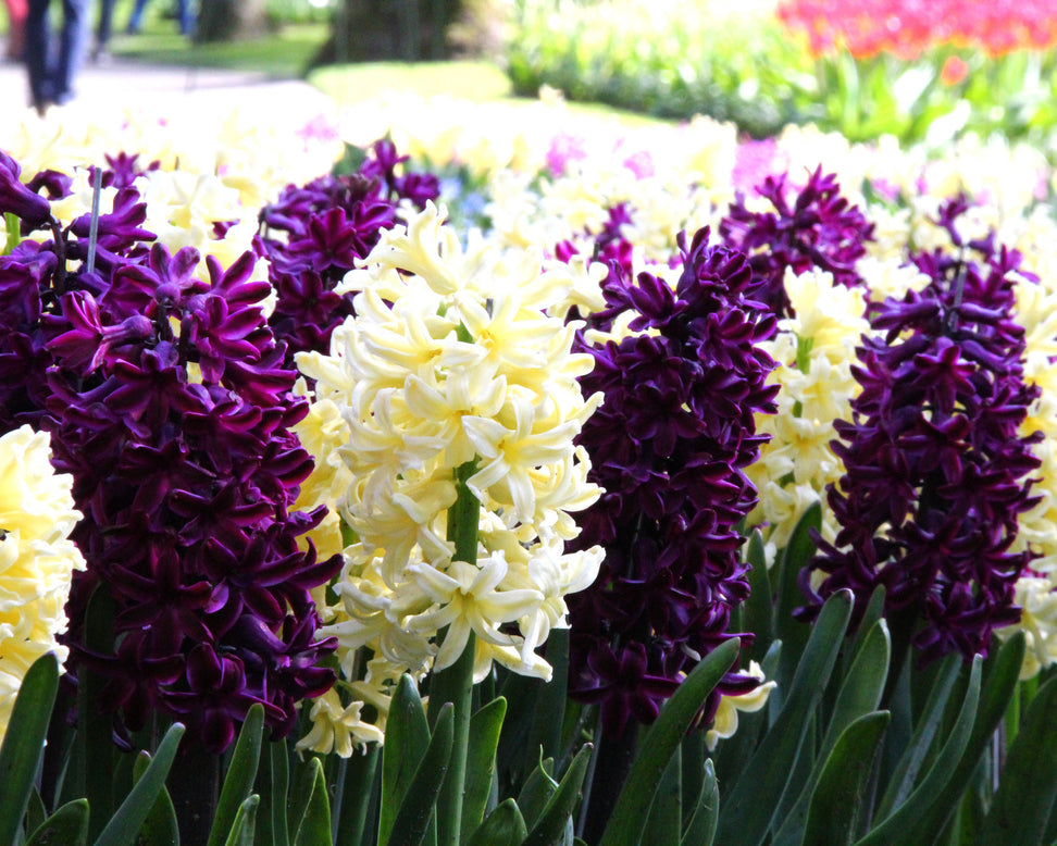 Hyacinth collection 'Banana Plum'