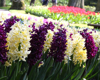 Hyacinth collection 'Banana Plum' Hyacinth collection 'Banana Plum'