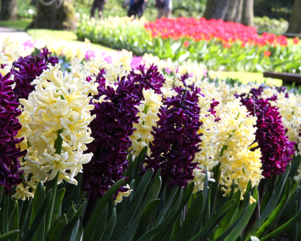 Hyacinth collection 'Banana Plum'
