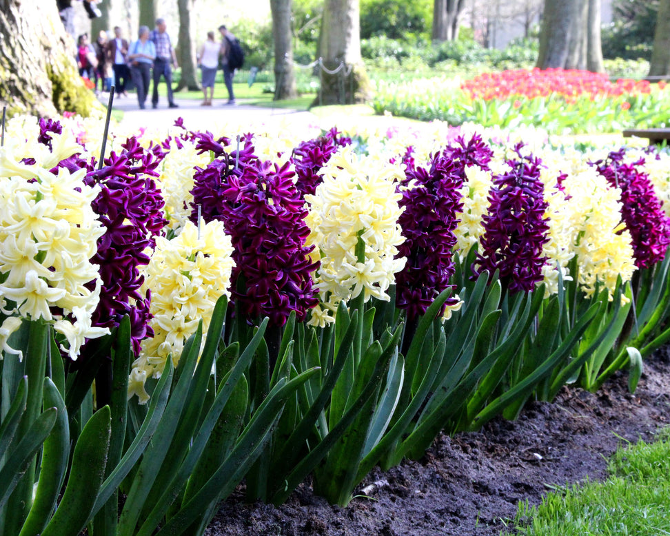 Hyacinth collection 'Banana Plum'